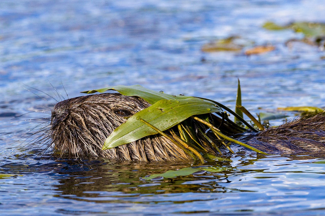 14 Things You Never Knew About Canadian Beavers