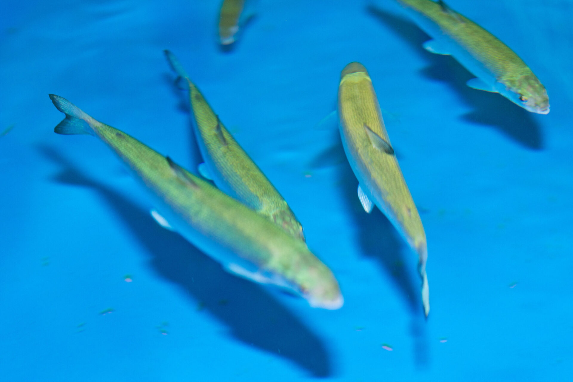12 Animals That Only Canada Could Produce