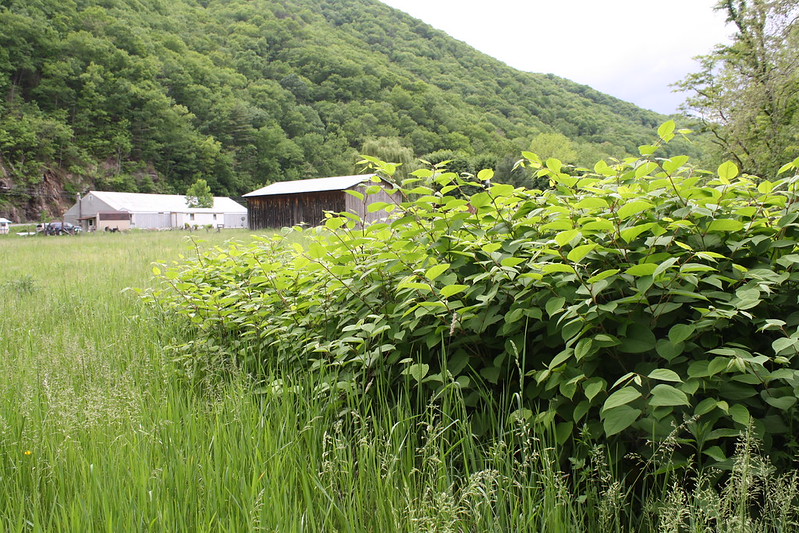 The 11 invasive species destroying Canadian ecosystems right now