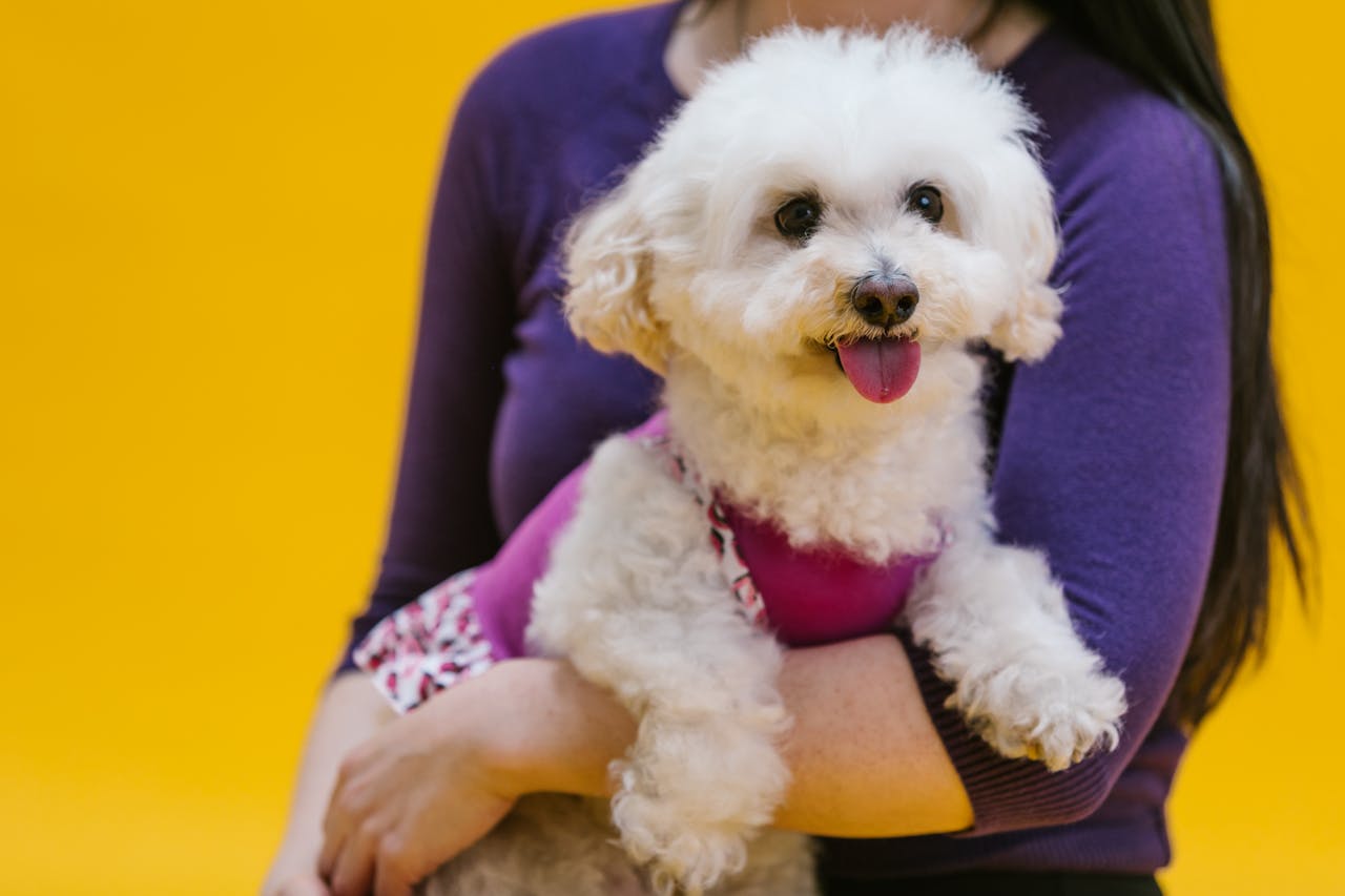 These senior-friendly dog breeds are calm and easy to care for